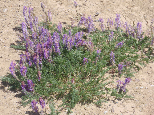 LOCO Weed (Vetch).